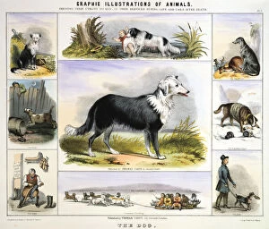 Images Dated 5th August 2005: The Dog, c1850. Artist: Benjamin Waterhouse Hawkins