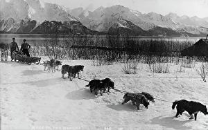 Snow Covered Mountains USA Prints: Dog team, between c1900 and c1930. Creator: Unknown