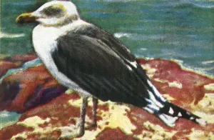 Cigarette Card Album Prints: Dominican gull, c1928. Creator: Unknown