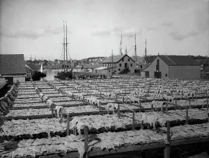 Black And White Coastal Images Prints: Drying fish, Gloucester, Mass. c1906. Creator: Unknown