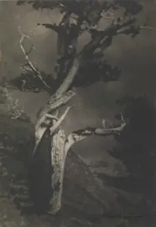 Print of a dying cedar tree in its final stages