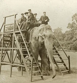 Black And White Elephant Photos Prints: Elephant ride