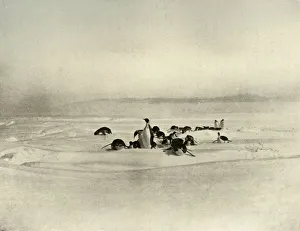 Ernest Shackleton Prints: Emperors Tobogganning, c1908, (1909)