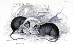 Engraving of Black rat caught in trap, 1838. Artist: William Jardine Engraving of Black rat caught in trap, 1838. Artist: William Jardine