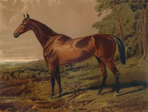 Antique Equestrian Art Prints: Fair Nell, c1879. Creator: Unknown