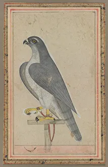 Opaque Watercolour On Paper Art Prints: Falcon, c. 1770. Creator: Unknown