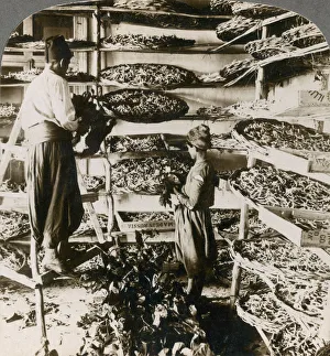 Feeding silk worms their breakfast of mulberry leaves, Lebanon mountains, Syria, 1900s Feeding silk worms their breakfast of mulberry leaves, Lebanon mountains, Syria, 1900s