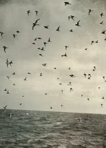 South Pole Exploration History Prints: Flight of Antarctic Petrels, c1908, (1909)