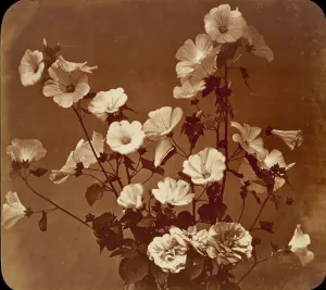 Albumen Print Art Prints: [Flower Study, Rose of Sharon], ca. 1854. Creator: Adolphe Braun