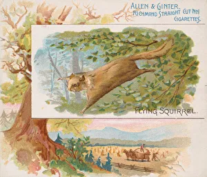 Flying Squirrel, from Quadrupeds series (N41) for Allen & Ginter Cigarettes, 1890 Flying Squirrel, from Quadrupeds series (N41) for Allen & Ginter Cigarettes, 1890
