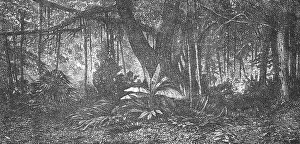 Nineteenth Century Literature Prints: Forest in Java; Speculations concerning Former Southern Geographies