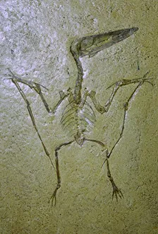 Prints of Fossil of pterodactylus spectabilis Spectabilis Prints: Pterodactylus spectabilis Fossil Print