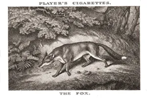 The Fox, 1924 Old Sporting Print No.8
