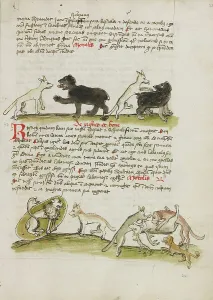 Coloured Medieval Manuscripts Prints: A Fox and a Bear: A Fox Attacking a Bear: A Lion in its Den