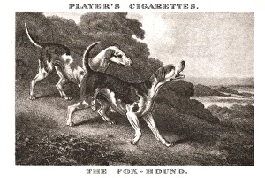 The Foxhound Print, a depiction of the breed in action