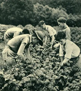 Second World War Era Photos Prints: Fruit Picking in War Time, 1944. Creator: Unknown