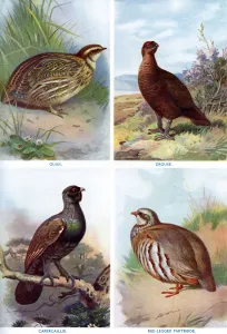 Game birds from Harmsworth Natural History, 1910 (1911-1912).Artist: Richard Lydekker Game birds from Harmsworth Natural History, 1910 (1911-1912).Artist: Richard Lydekker