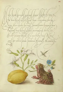 Antique Botanical Art Prints: Gillyflower, Insect, Germander