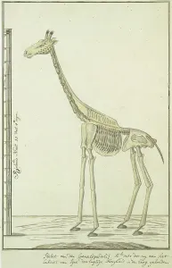 Robert Jacob Gordon Artwork Prints: Giraffa camelopardalis (Giraffe), skeleton, 1779. Creator: Robert Jacob Gordon