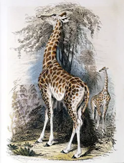 Giraffe Browsing on a Tree Print, 1836