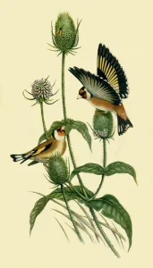 Goldfinches, 1863, (1942). Creator: John Gould Goldfinches, 1863, (1942). Creator: John Gould