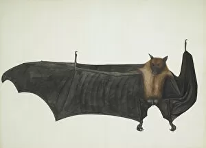 Halloween Collection: Great Indian Fruit Bat, ca. 1777-82. Creator: Bhawani Das