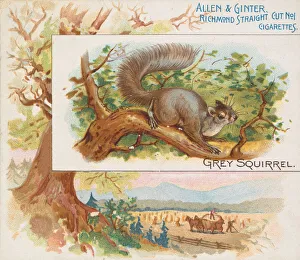 Grey Squirrel, from Quadrupeds series (N41) for Allen & Ginter Cigarettes, 1890 Grey Squirrel, from Quadrupeds series (N41) for Allen & Ginter Cigarettes, 1890
