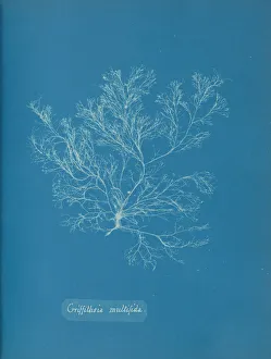Anna Atkins Cyanotype Prints: Griffithsia multifida, ca. 1853. Creator: Anna Atkins