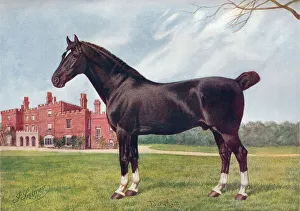 Heritage Images Print of Hackney Stallion Danegelt, c1905