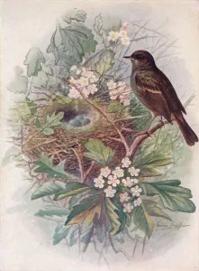 Bird Nesting Habits Prints: Hedgesparrow - Accen tor modula ris, c1910, (1910). Artist: George James Rankin