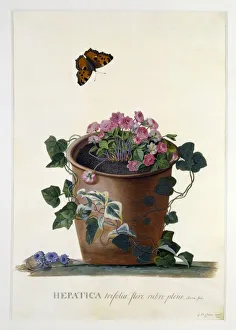 Buttercup Family Plants Prints: Hepatica