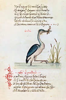 Print of a Heron from the Bestiary