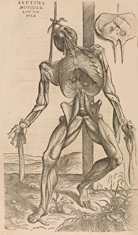 De humani corporis fabrica (Of the Structure of the Human Body), 1555 De humani corporis fabrica (Of the Structure of the Human Body), 1555