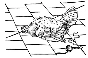 Woodcut Bird Images Prints: Hypnosis, 1680