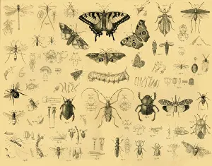 Insects, c1910 Print: Diverse Invertebrate Life Forms