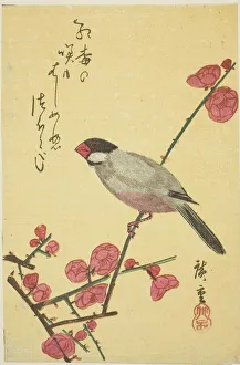Ando Hiroshige Print: Java Sparrow on Plum Branch, 1830s