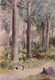 North Island Scenic Views Prints: A Kauri Forest, 1923. Creator: Unknown