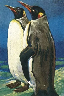 Vintage Bird Pictures Prints: King penguins, c1928. Creator: Unknown