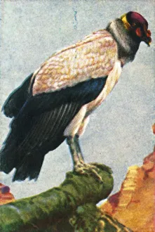 Cigarette Card Album Prints: King vulture, c1928. Creator: Unknown