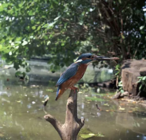 Kingfisher Print - Alcedo Atthis Bird Image
