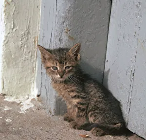 Heracleion Kitten Print