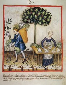 Agricultural Labourer Prints: Leeks, 14th century. Creator: Unknown