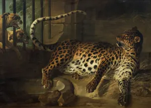 French Heritage Art Pieces Prints: Leopard in a Cage confronted by two Mastiffs, 1739. Creator: Jean-Baptiste Oudry