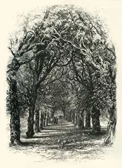 Oxfordshire Tourist Attractions Prints: The Lime Walk, Trinity, c1870