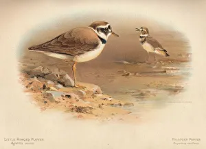 'Little Ringed Plover (Aegialitis minor), Killdeer Plover (Oxyechus vociferus)', 1900, (1900). Artist: Charles Whymper 'Little Ringed Plover (Aegialitis minor), Killdeer Plover (Oxyechus vociferus)', 1900, (1900). Artist: Charles Whymper