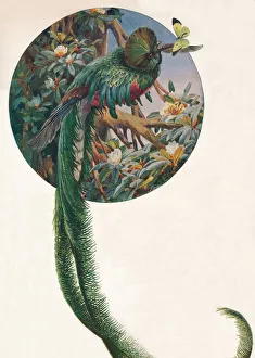 Green Colour Palette Artwork Prints: Long-tailed Trogons, c1910, (1911). Artist: Louis Fairfax Muckley