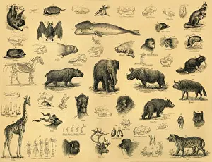 Monochrome Artwork Prints: Heritage Images Print of Mammals, c1910