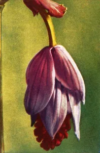 Cigarette Card Album Collection Prints: Medinilla, c1928. Creator: Unknown