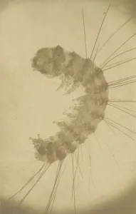 Microscopic Insect Print, ca. 1853