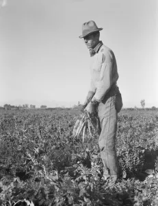 Dorothea Lange Print: Migratory Field Worker